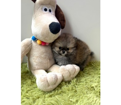 세이블 포메라니안 분양합니다(이벤트가)